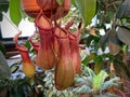 NepÃânthes carnivorous plants hanging from the pot. Royalty Free Stock Photo